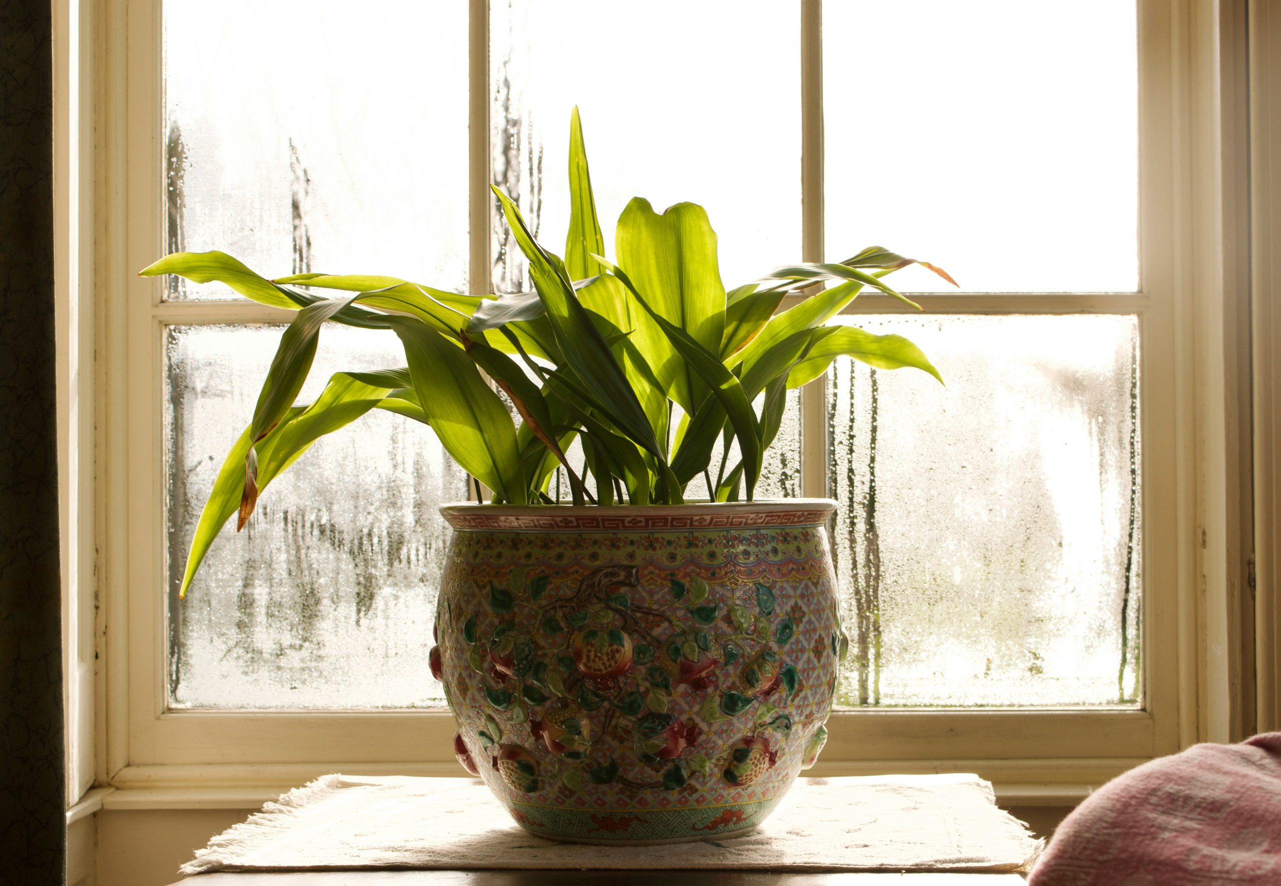 potted plant by a misty window